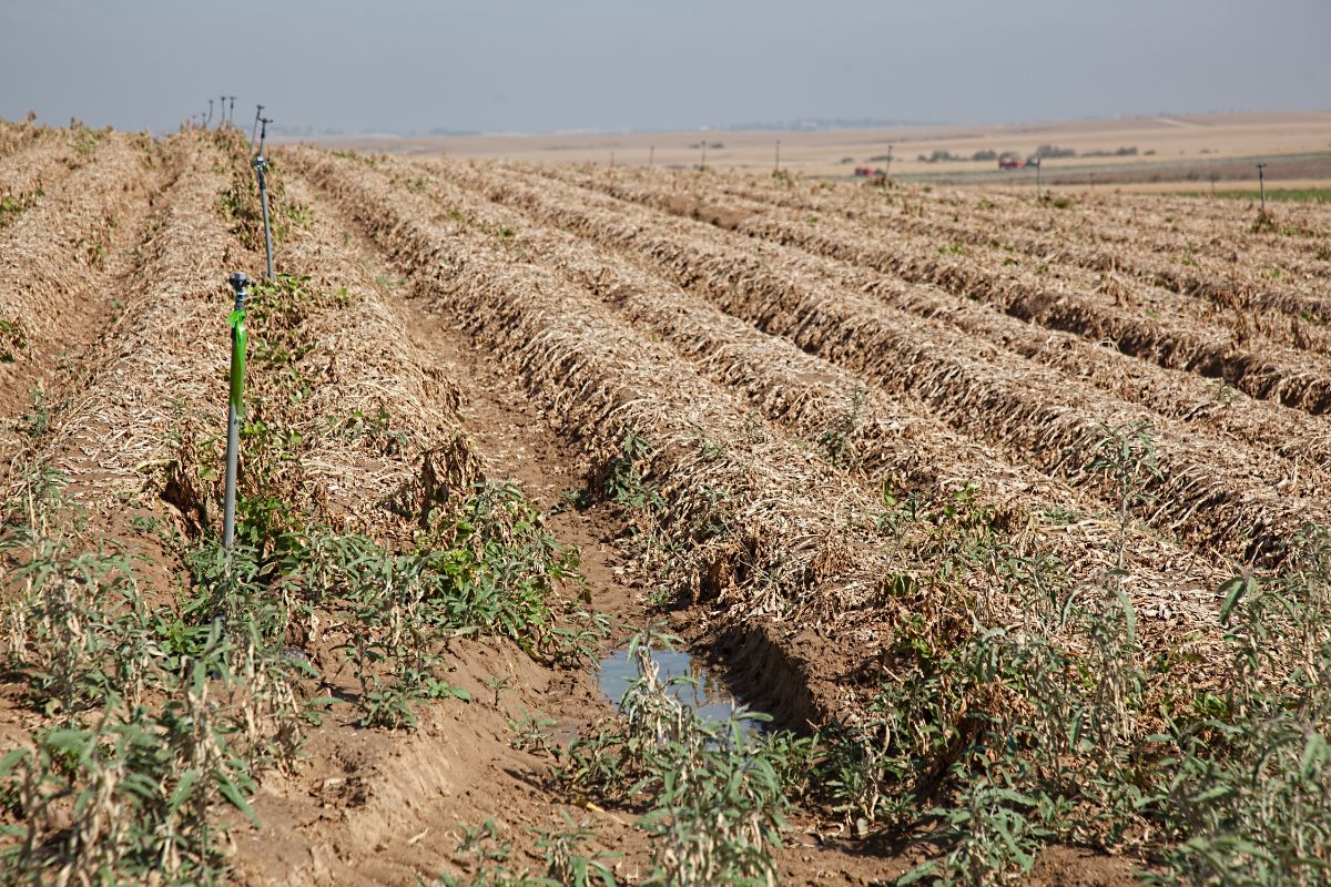 Harvest Preparation Timing and Techniques.jpg